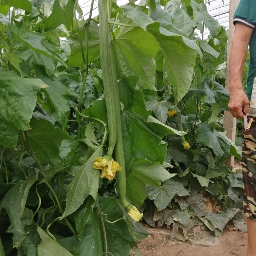 濮阳县 鲜花丝瓜