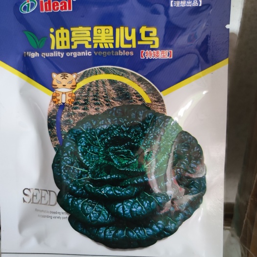 油亮黑心乌乌塌菜种子是冬季火锅添加料。植株较耐寒,