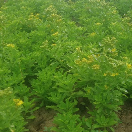项城市救心菜，养心菜，高钙菜