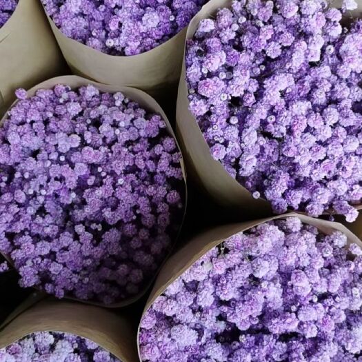昆明满天星切花  昆明吸色满天星鲜切花美观基地直销量大优惠