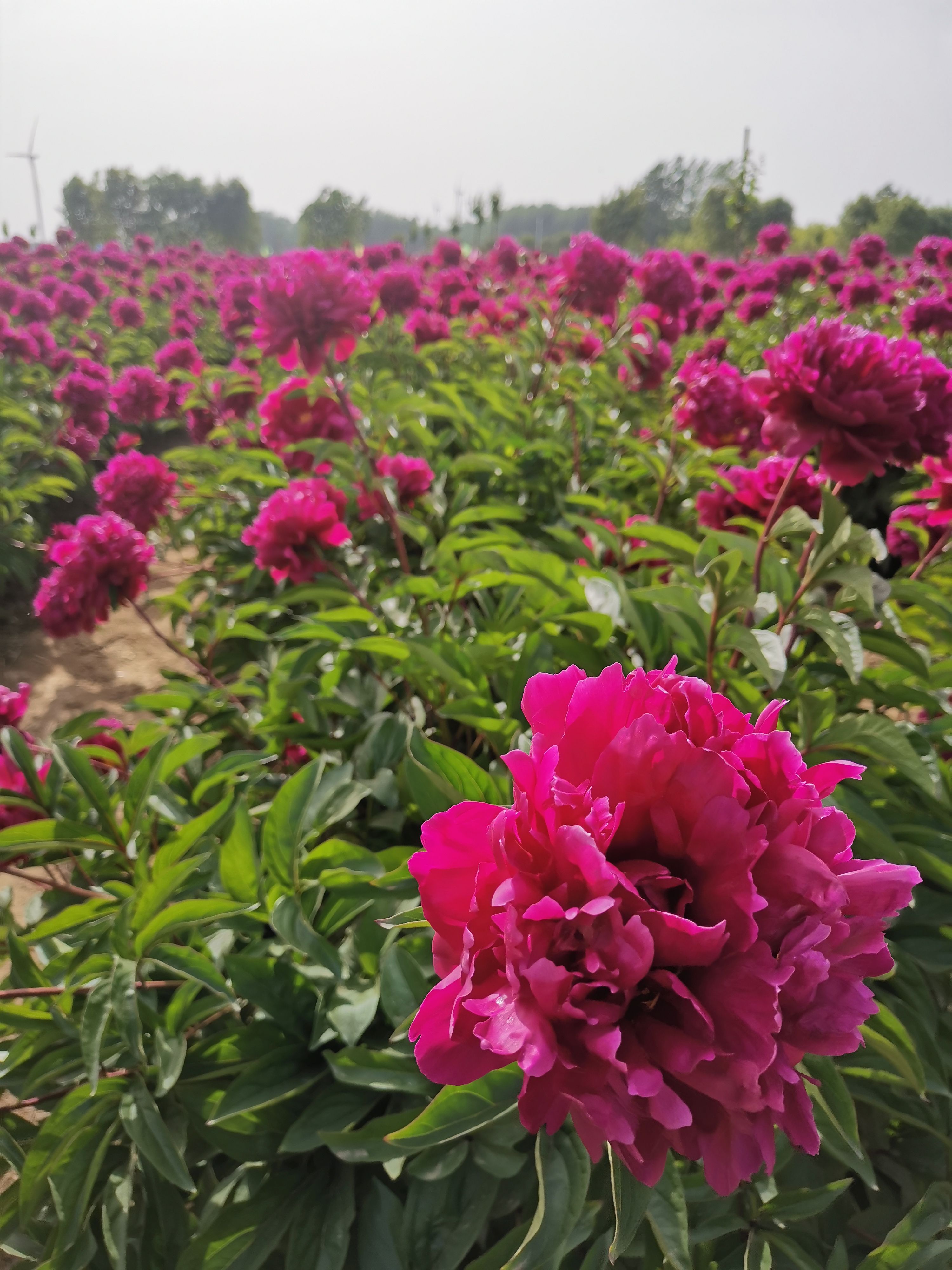 桃花飞雪牡丹  观赏芍药，切花芍药，种植技术指导