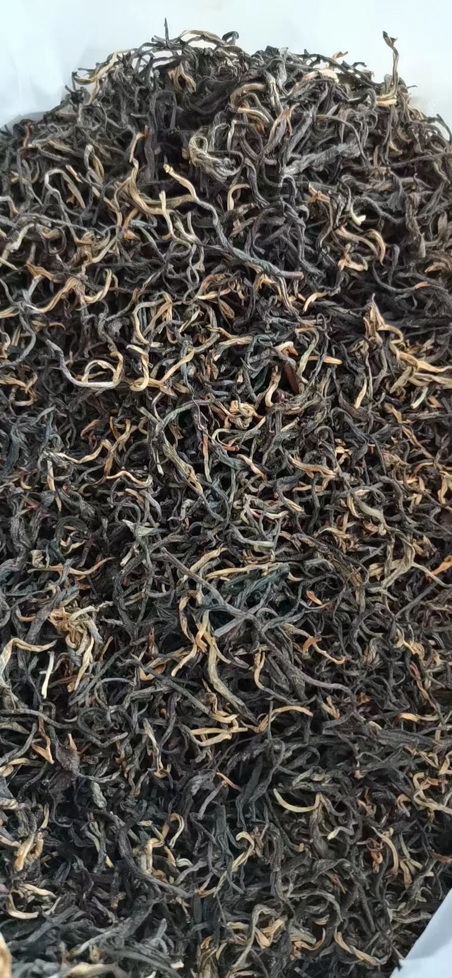 英红工夫  自家茶园的英红九号