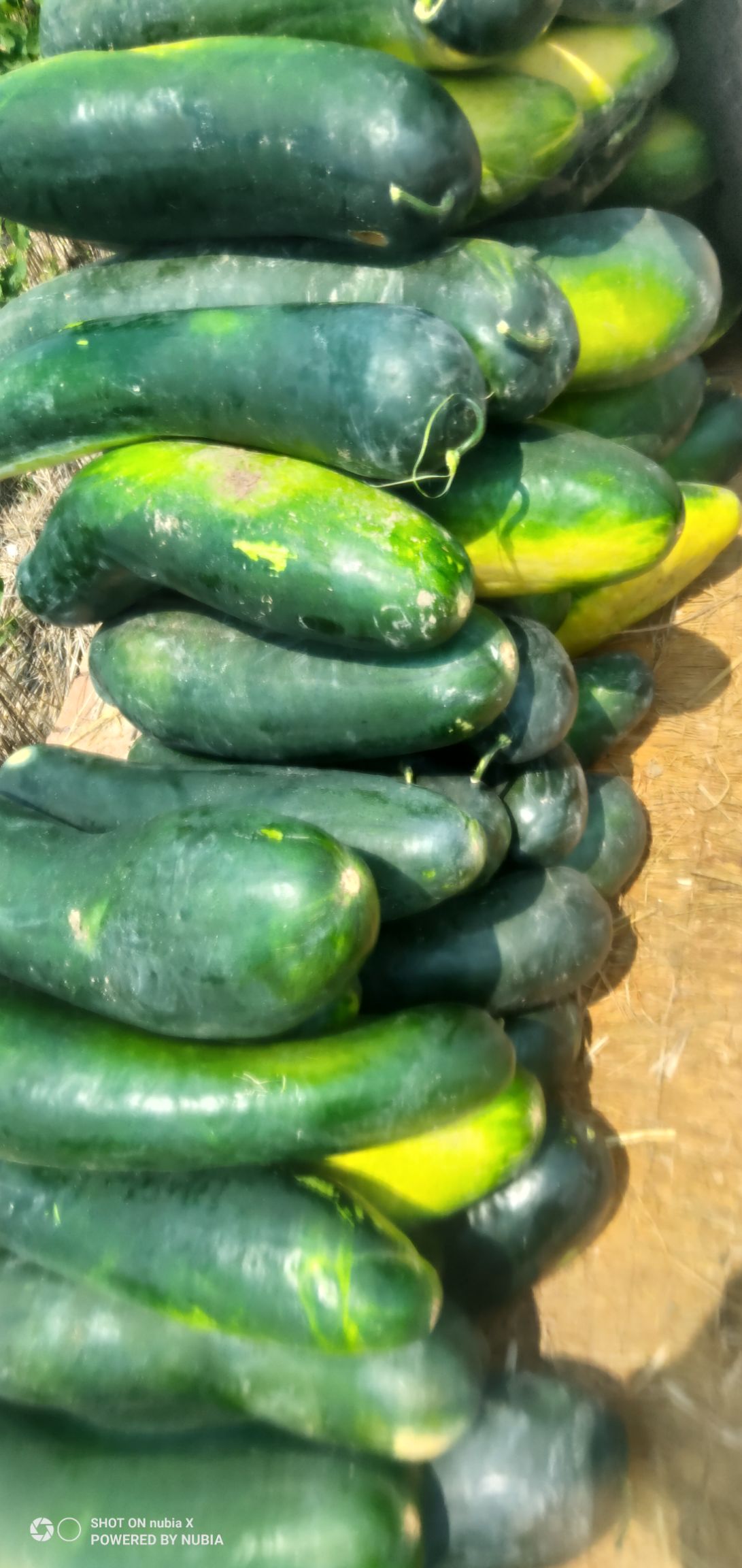 黑皮冬瓜  冬瓜  次品冬瓜 供加工厂   产地直销一手货源支持视频看货