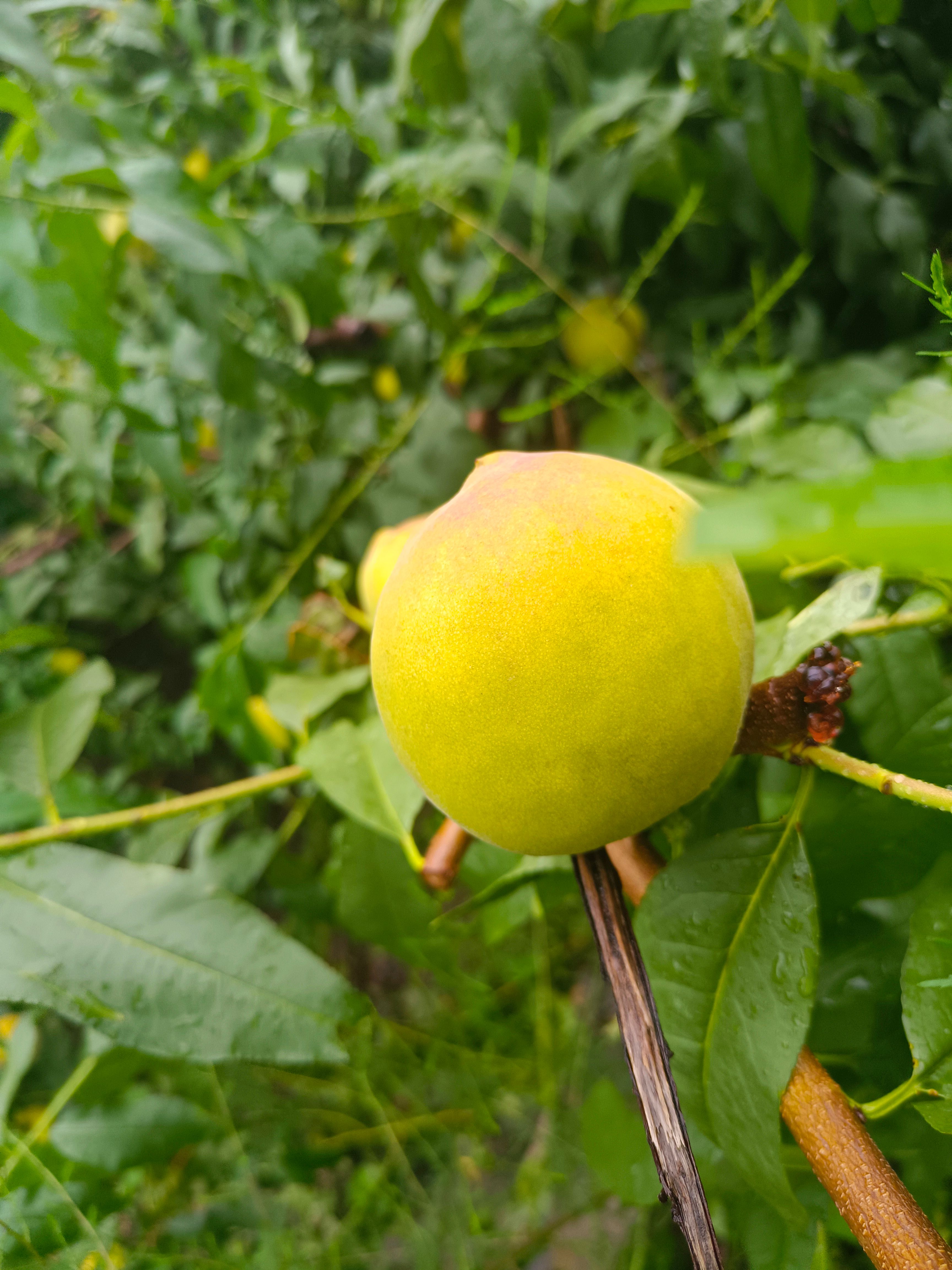 金皇后黄桃 山东省临沂市沂水县 