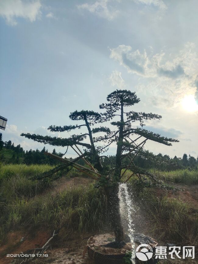  造型罗汉松