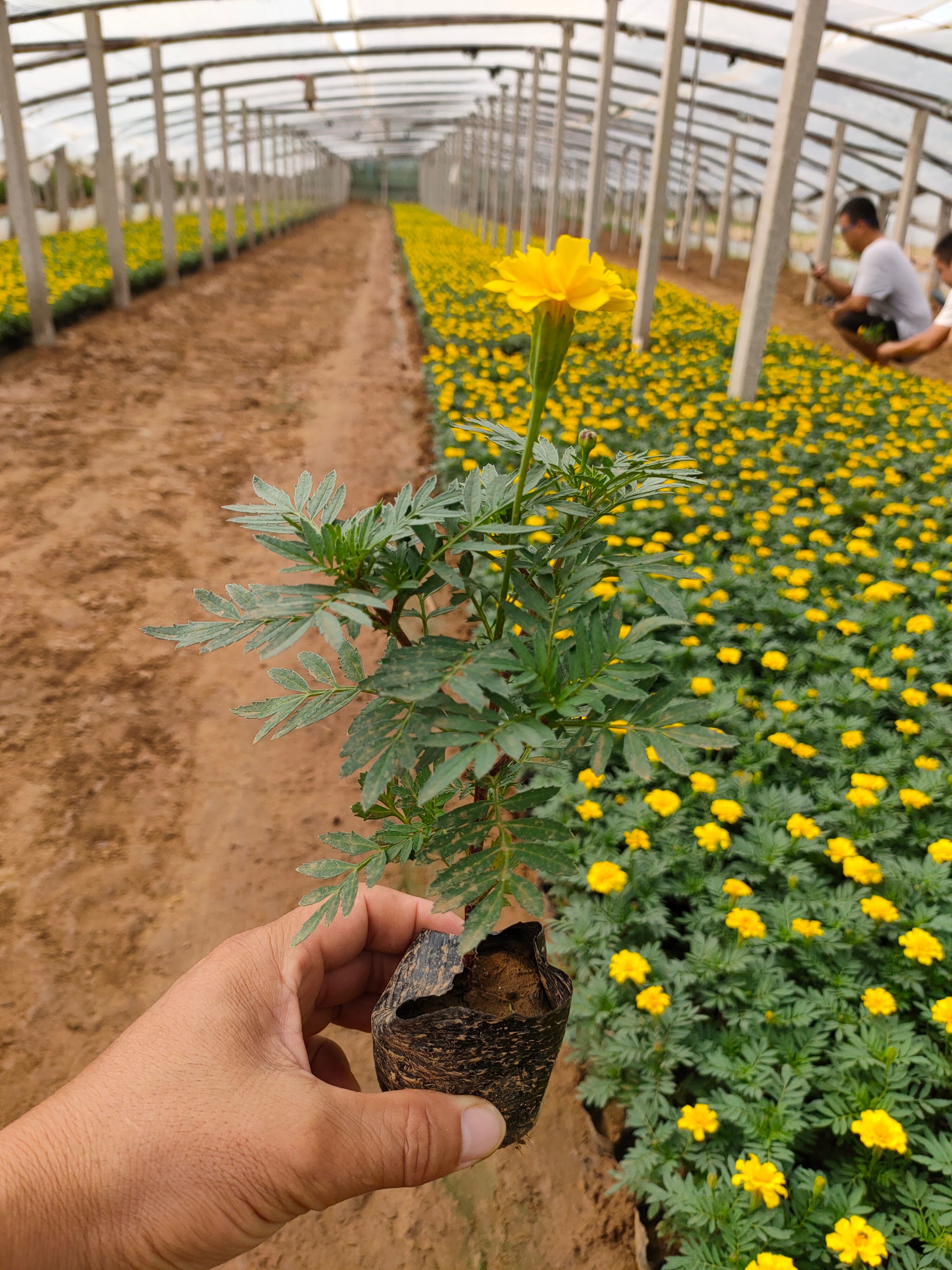 孔崔草双色盆，孔雀草橙色黄色小杯工程苗，孔雀草一手货源供应