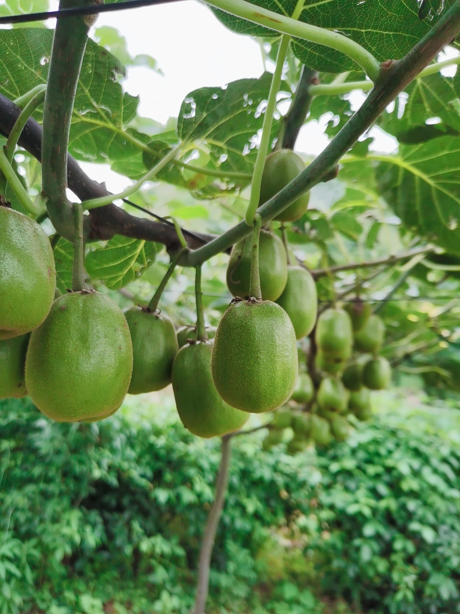 贵州水城地标性红心猕猴桃