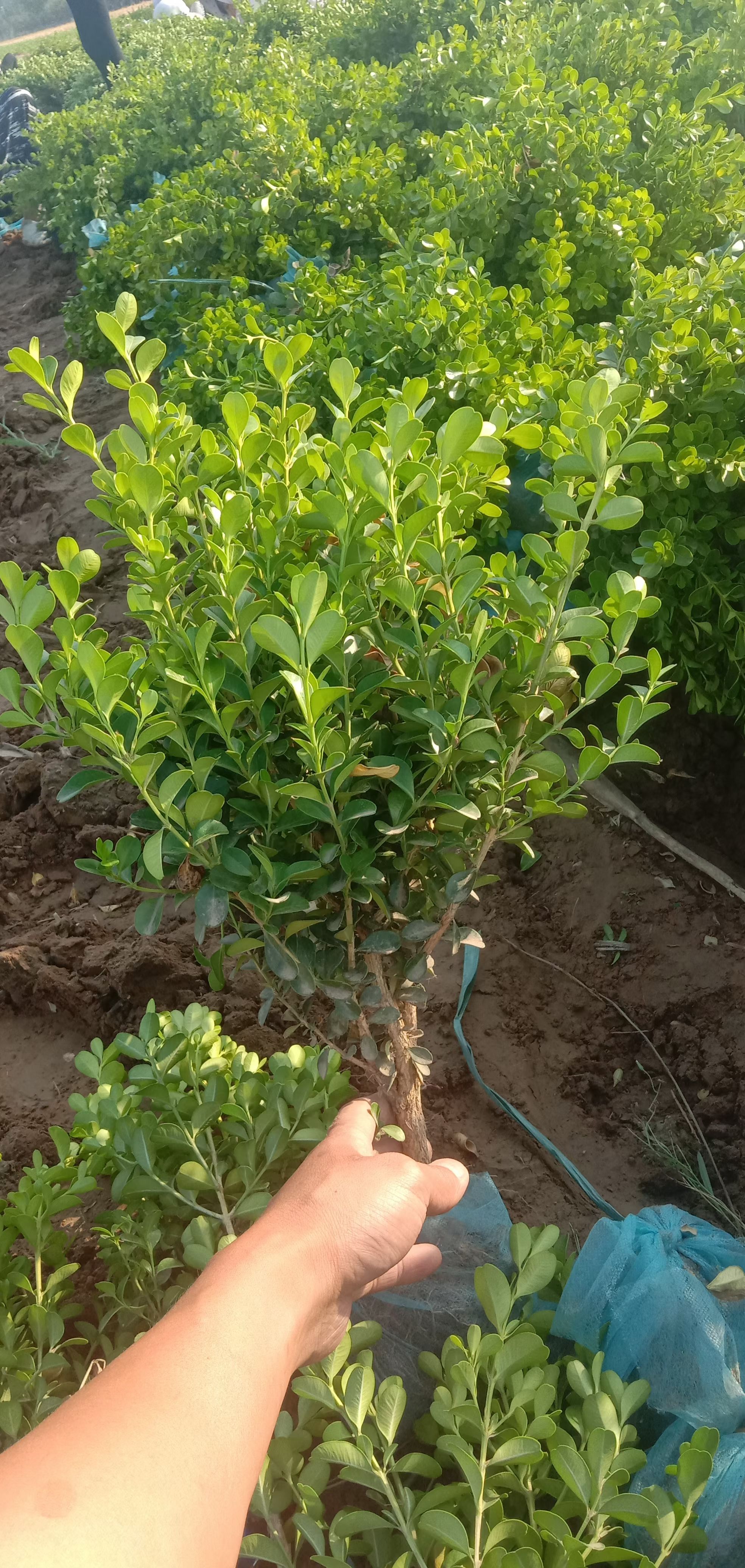 小叶黄杨 30-60公分高的小叶黄杨，瓜子黄杨大量出售中