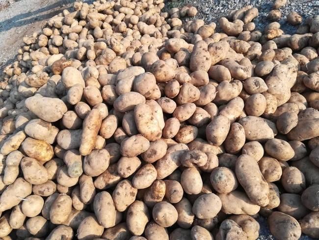 黄心土豆 贵州省毕节市威宁彝族回族苗族自治县 3两以上