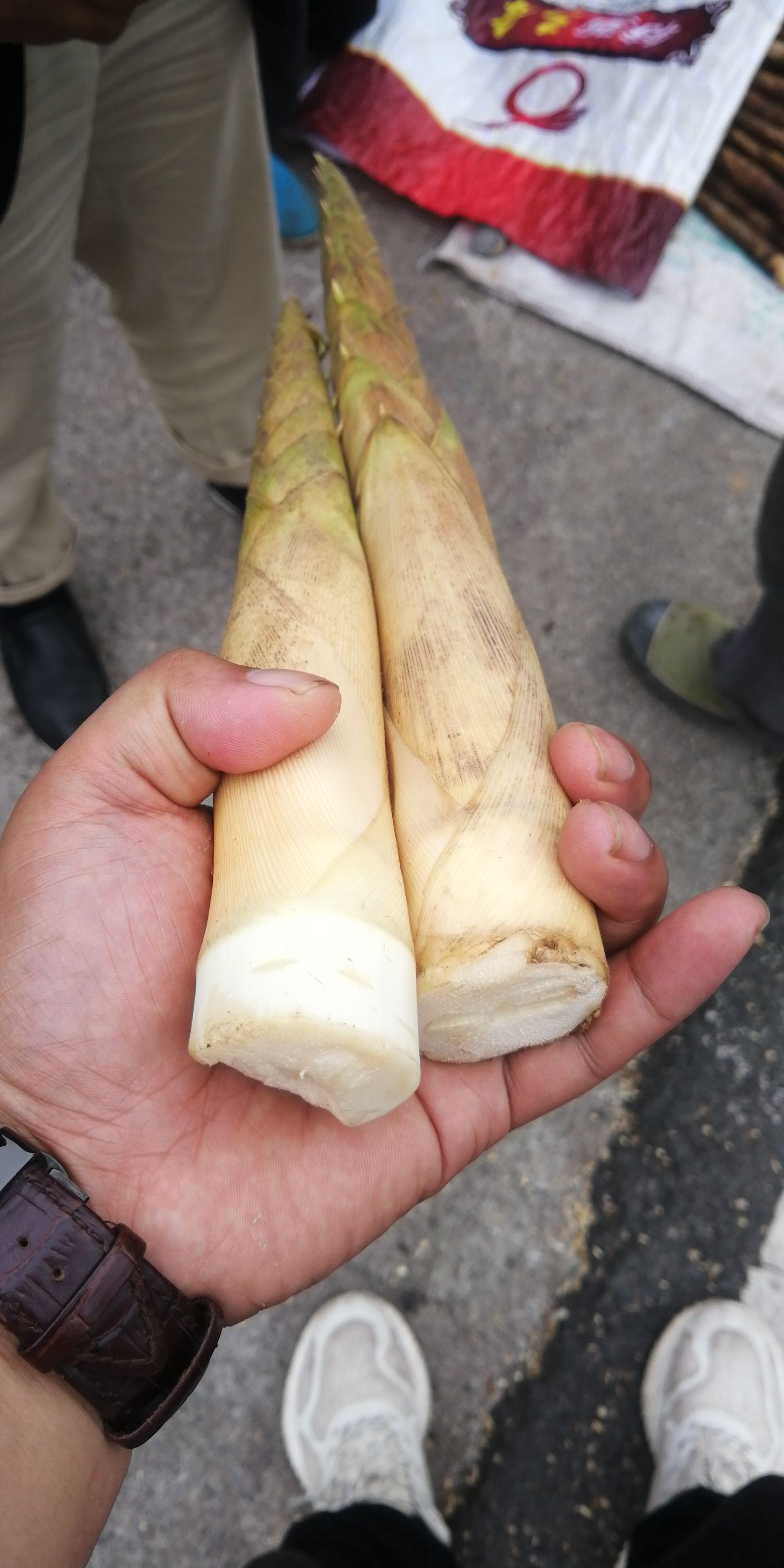 八月笋  四川高山竹笋