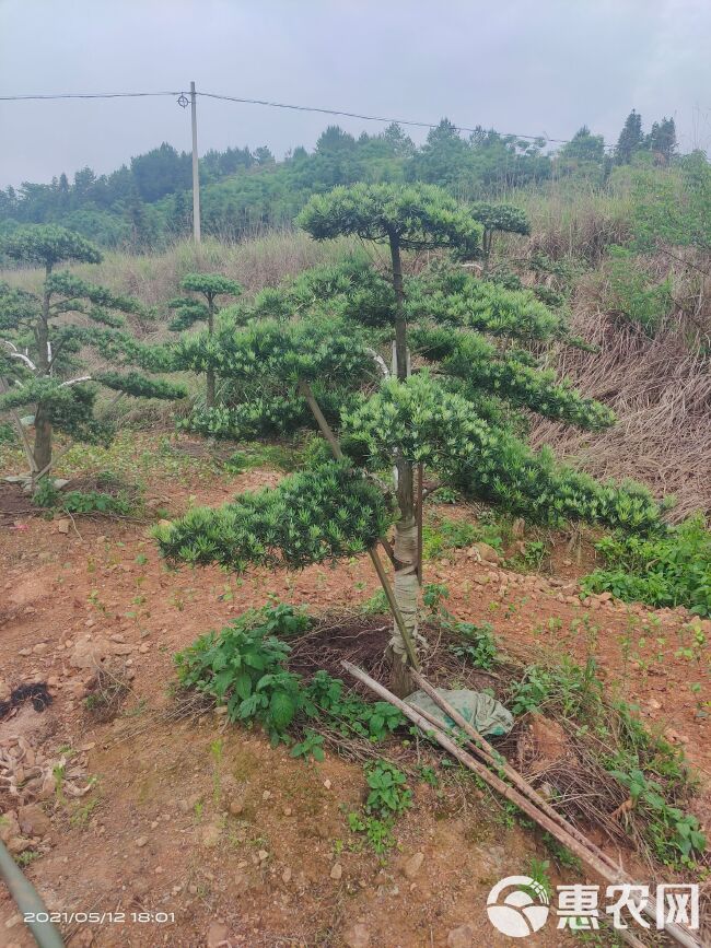  造型罗汉松