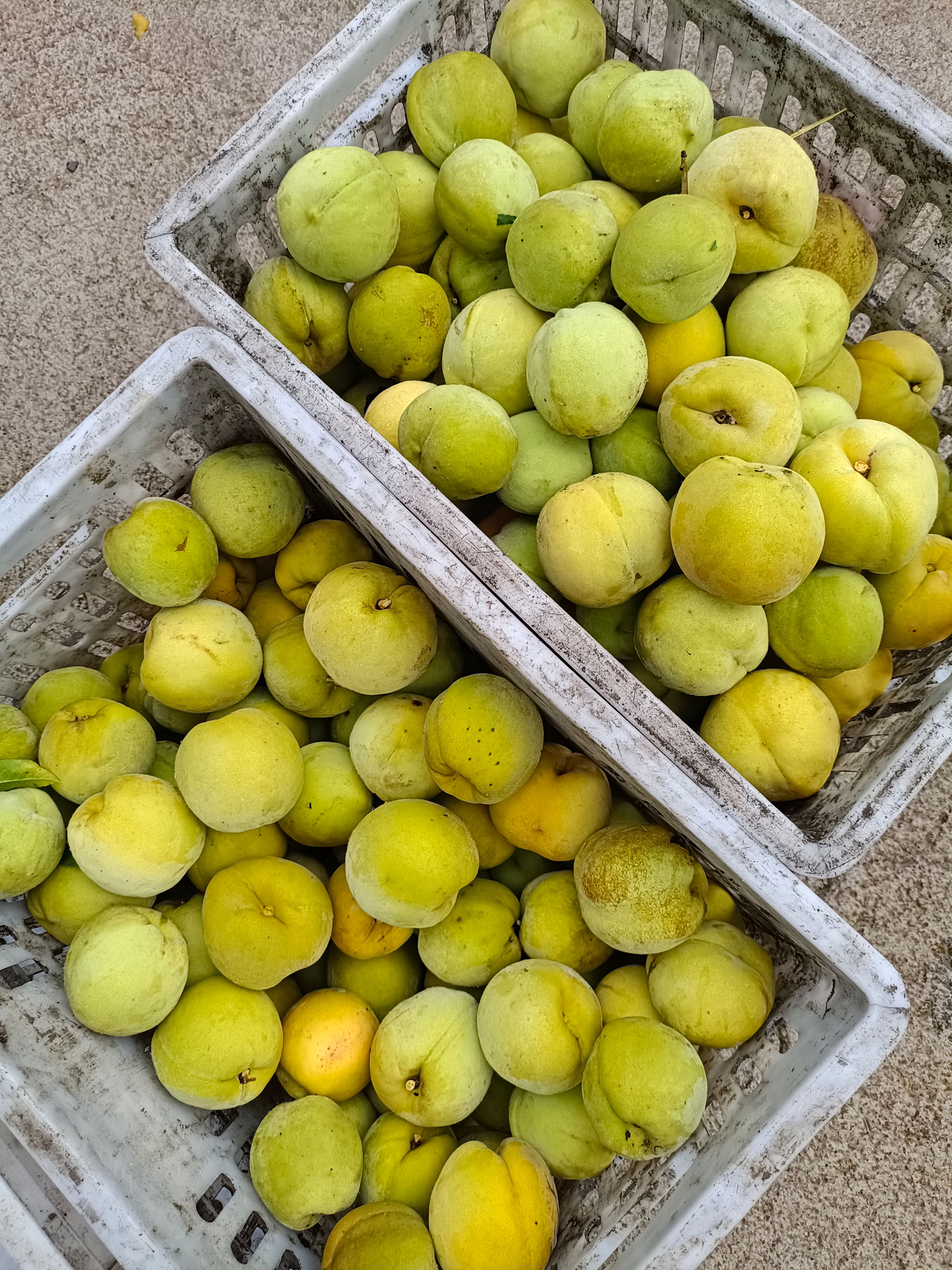 金皇后黄桃 山东省临沂市沂水县 