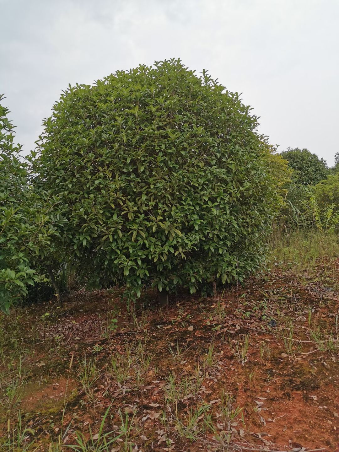 桂花价格，金桂价格，金桂产地