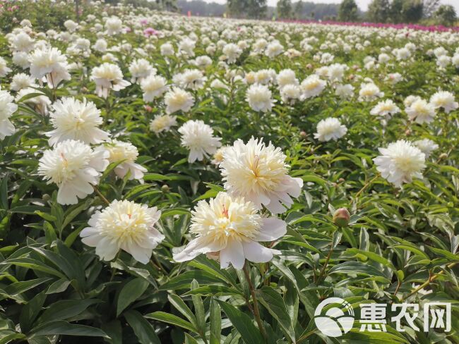 桃花飞雪牡丹  观赏芍药，切花芍药，种植技术指导