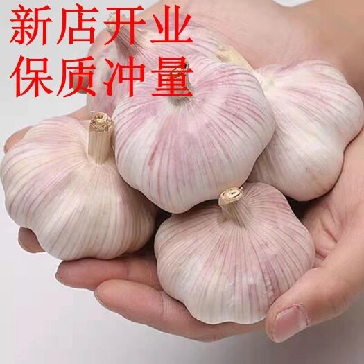 东阿县红皮蒜  超低价抢购新蒜干蒜大头蒜批发山东紫皮蒜。