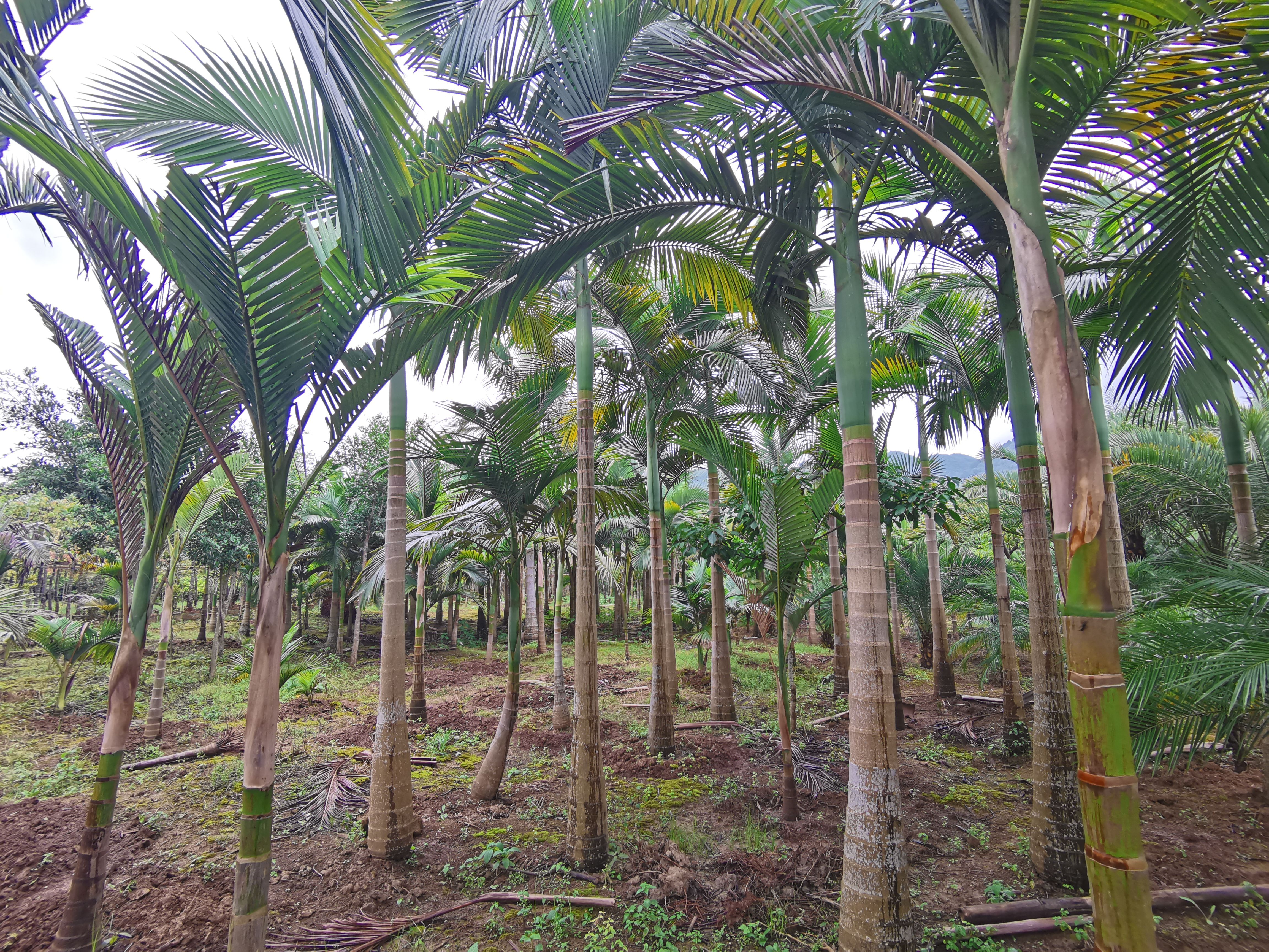 棕榈树  假槟榔