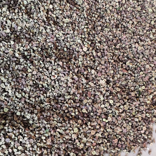  铁篱笆种子，又名叫马甲子，