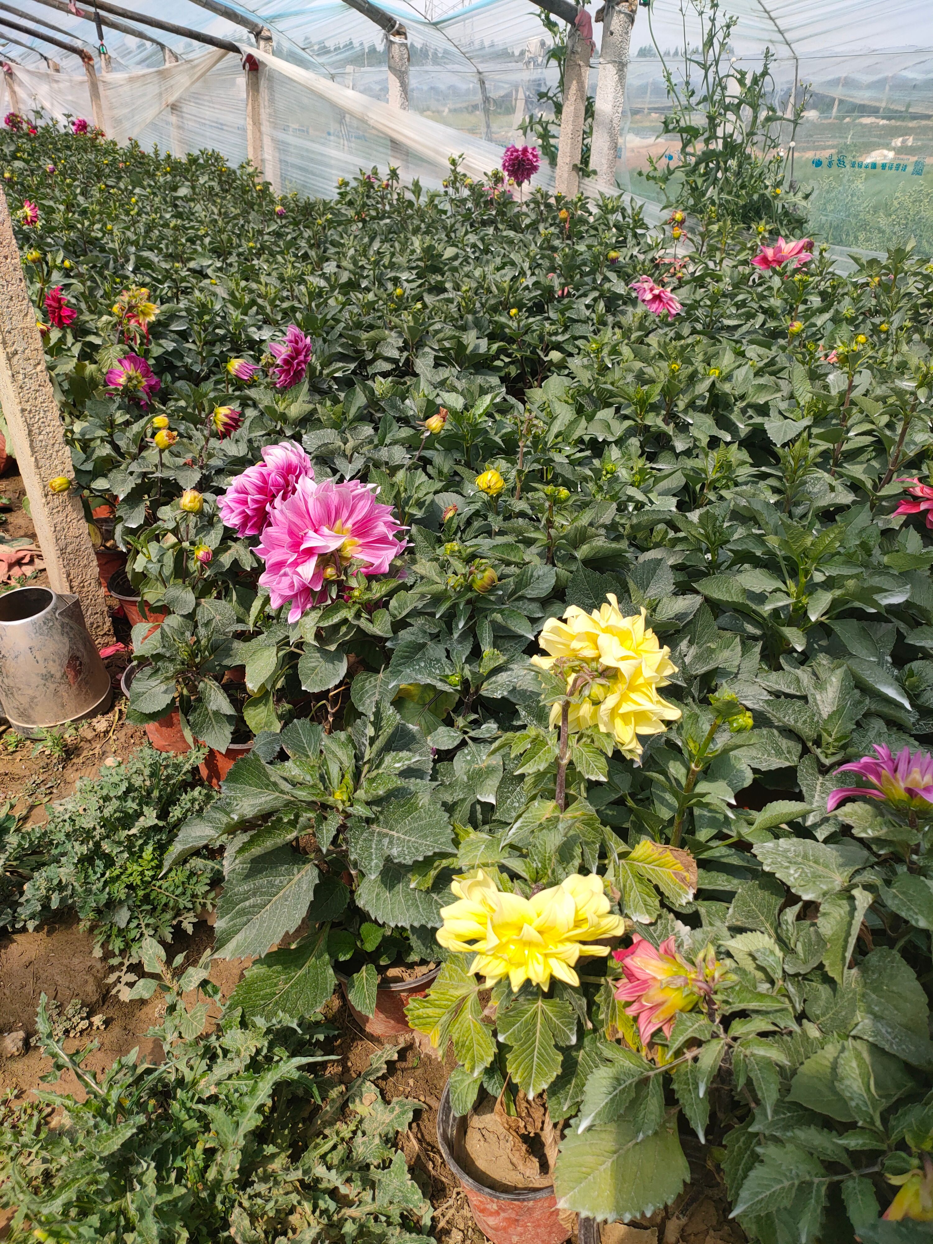 大丽花苗 大丽花新上市，大丽花种植，小丽花，一手货源大量供应