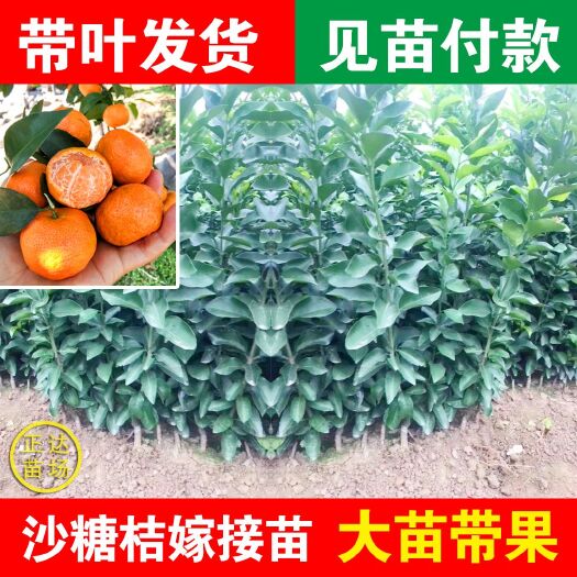 平和县正宗沙糖桔苗，砂糖橘苗，沙糖桔苗，砂糖桔苗木