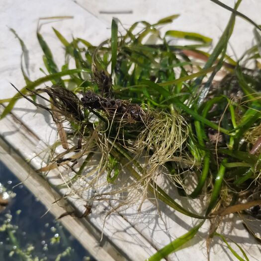 杭州苦草0.06每颗，估算一斤50～60颗
