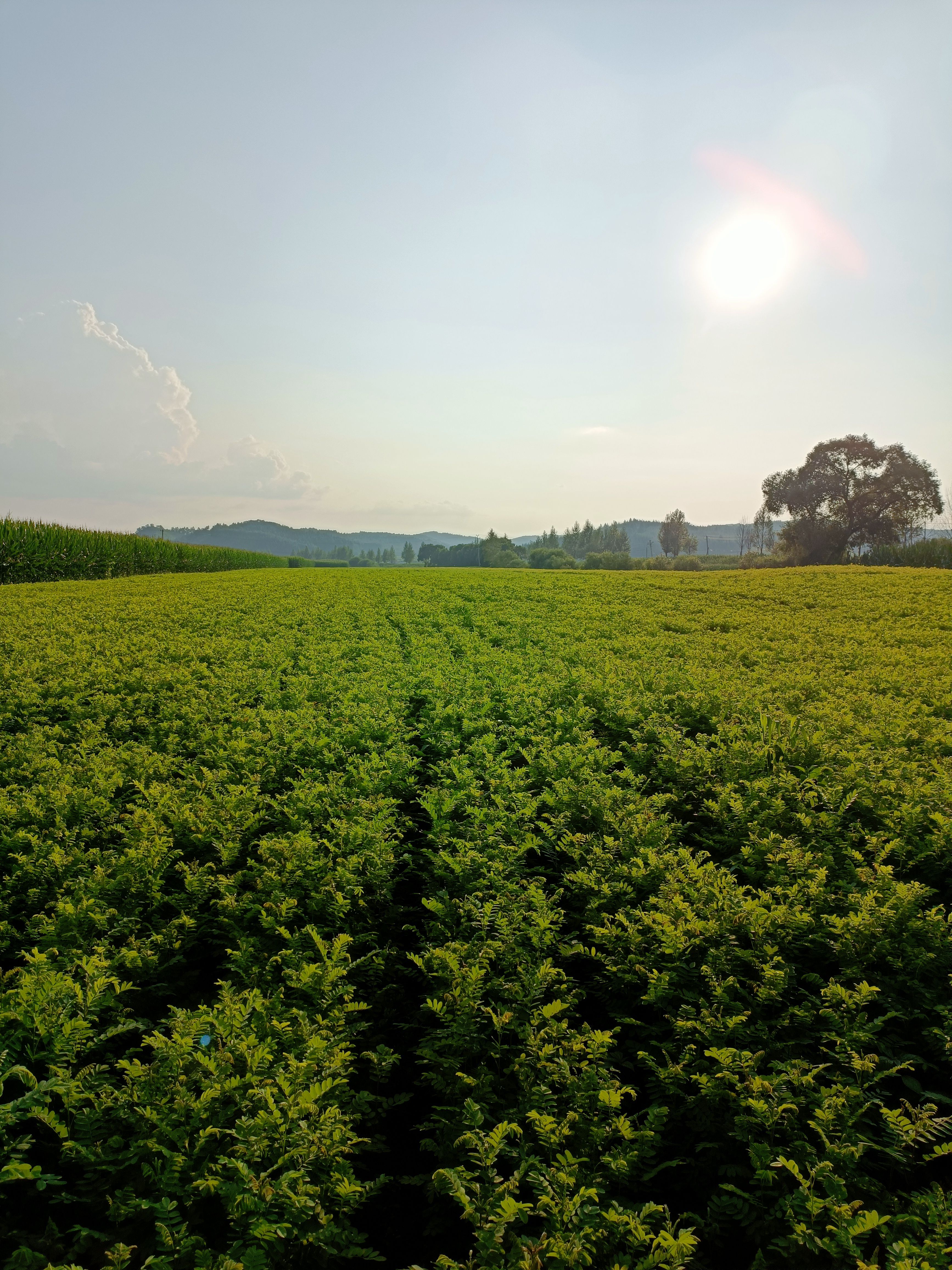 紫穗槐 东北最大紫穗槐基地 价格合理产地直销