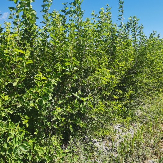 和静县白玉王桑树苗  新疆3--5年桑树苗出售，有老板的可以联系