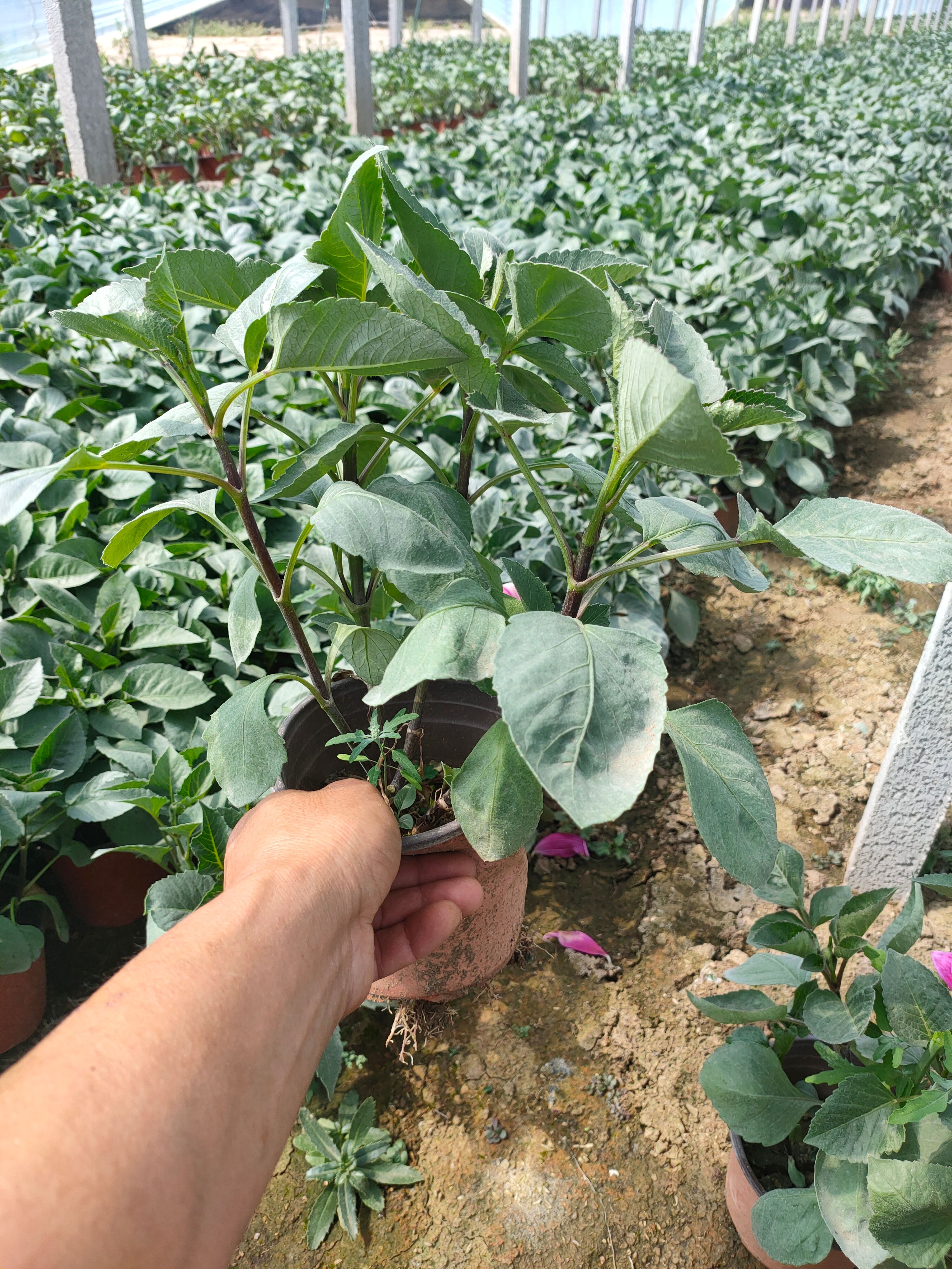 大丽花苗 大丽花新上市，大丽花种植，小丽花，一手货源大量供应