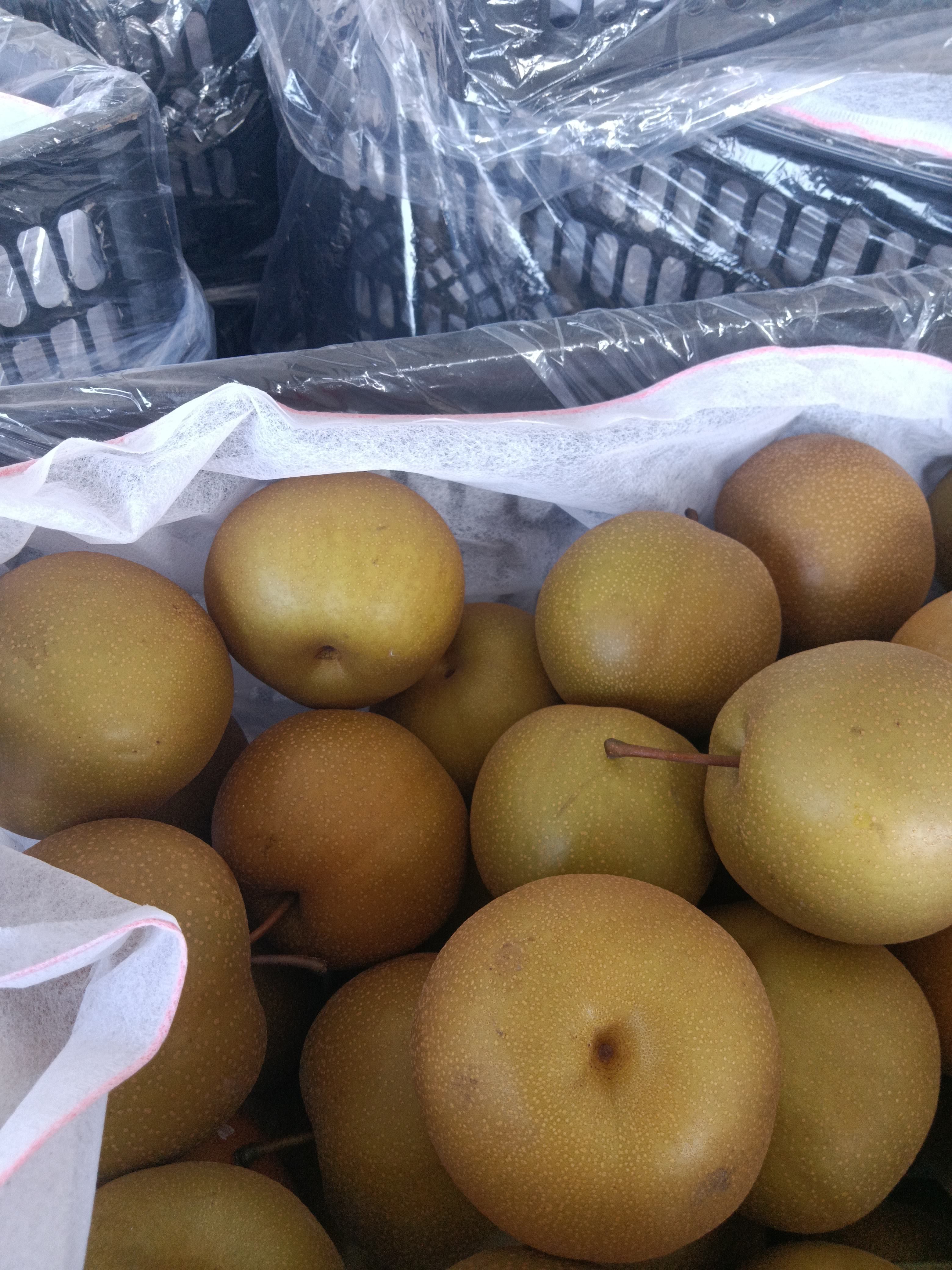 丰水梨  砀山元黄大量上市中，价格便宜，有要的抓紧联系，