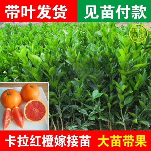 平和县卡拉卡拉红肉脐橙苗  卡拉脐橙苗，红肉脐橙苗，赣南脐橙苗