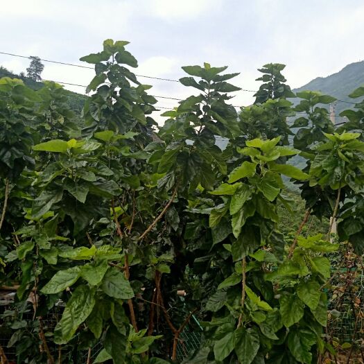 宁南县桑叶