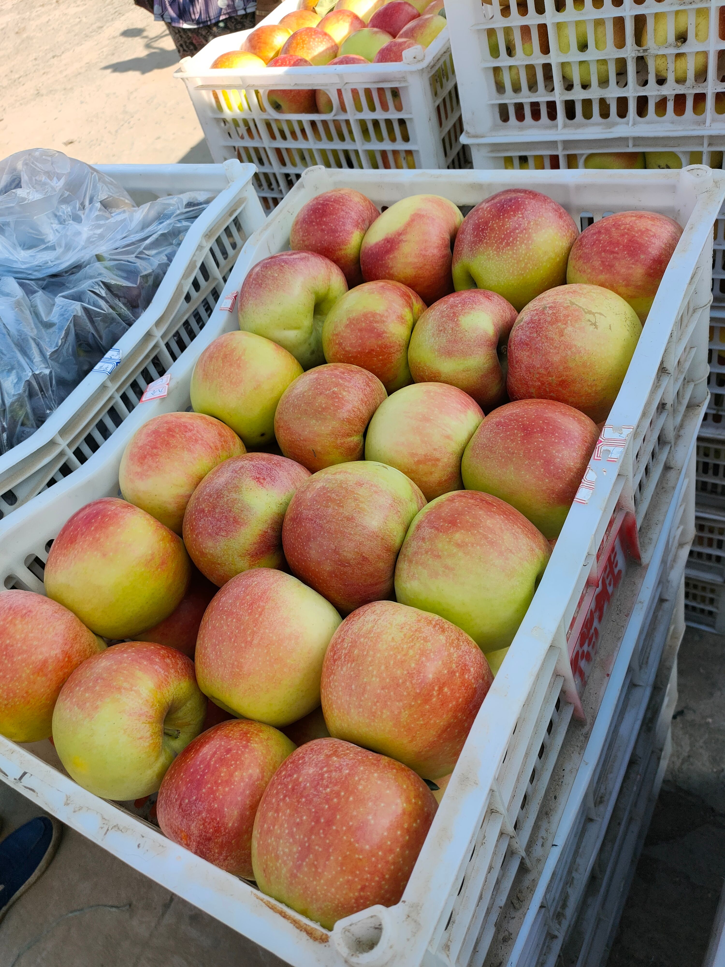 河北石家庄晋州大量美八苹果大量下树欢迎选购