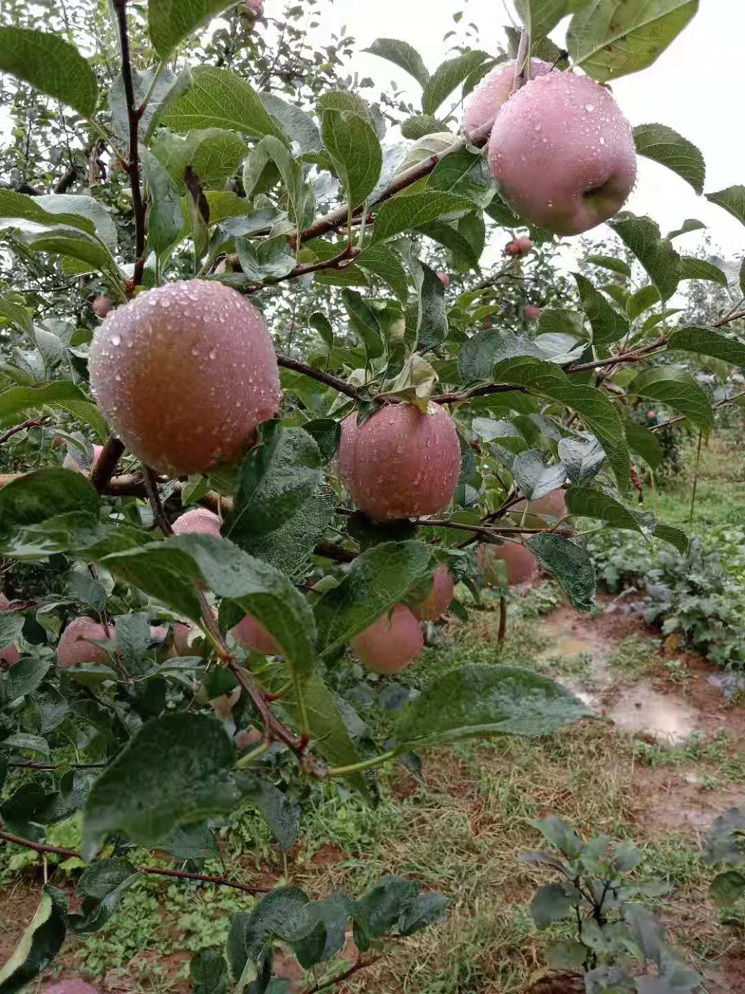 红富士苹果  云南昭通苹果