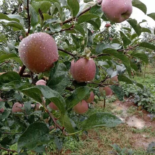 昭通红富士苹果  云南昭通苹果