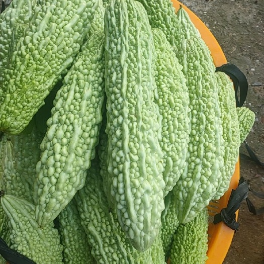 晋江市白玉苦瓜