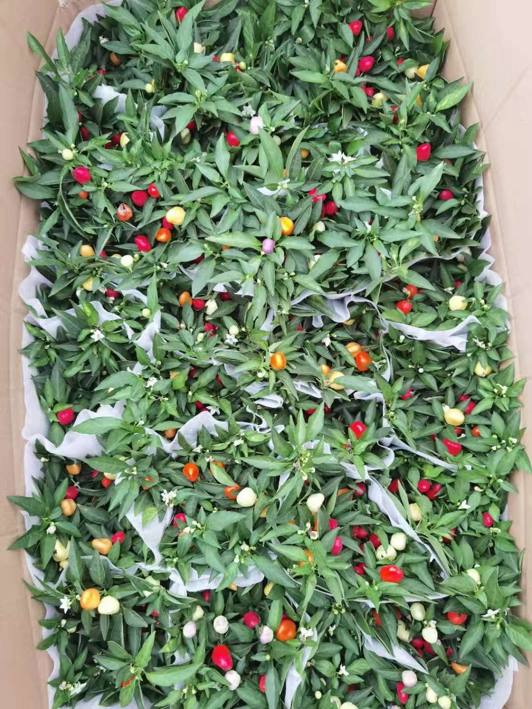 百日草 辣椒五彩辣椒