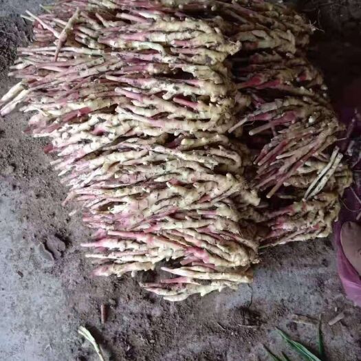 合肥 优质生姜（保质保量）价格合理，保证质量，烂货包赔