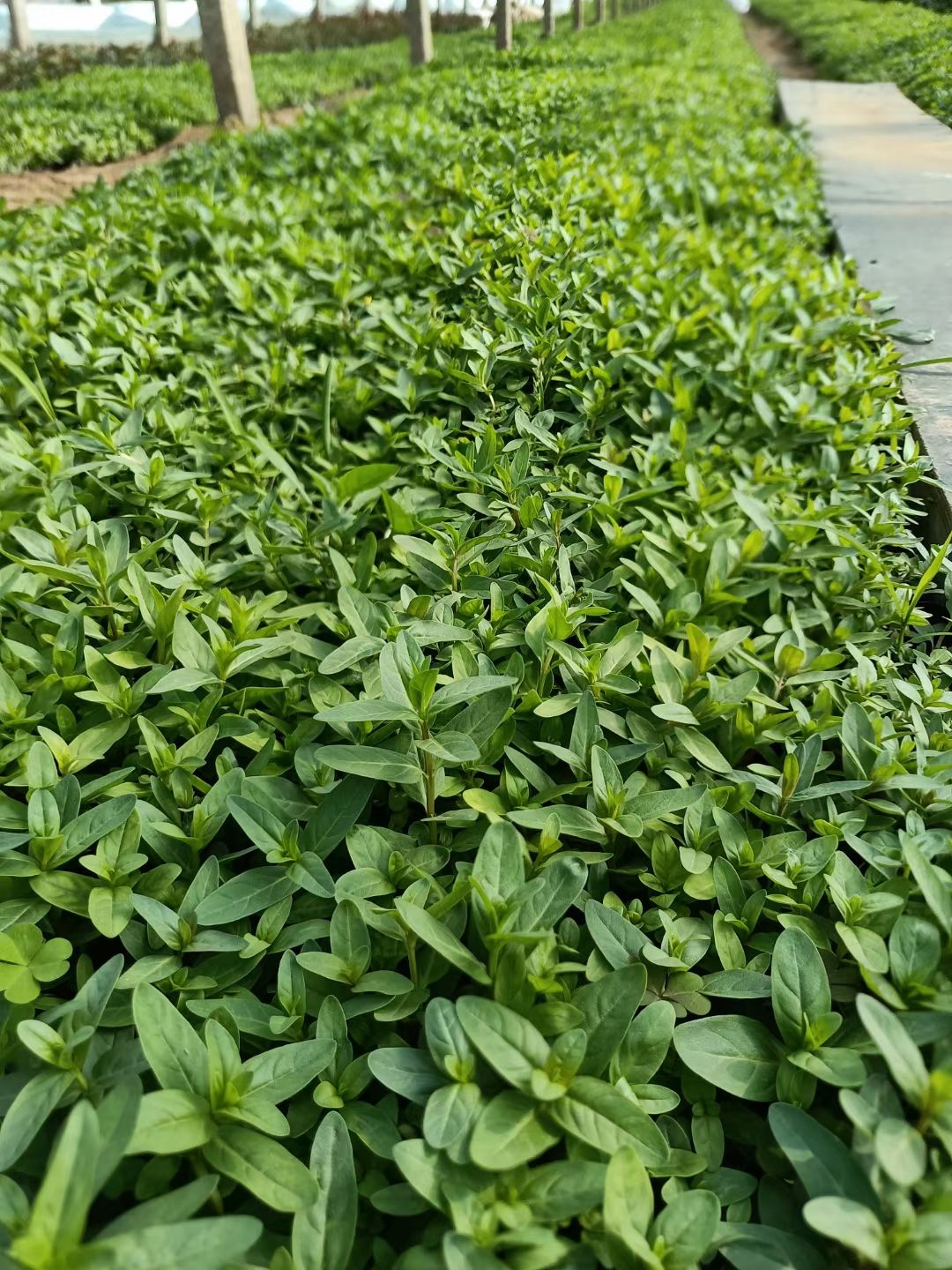 多芽千屈菜，千屈菜大盆小盆，多年生千屈菜，千屈菜现货大量供应