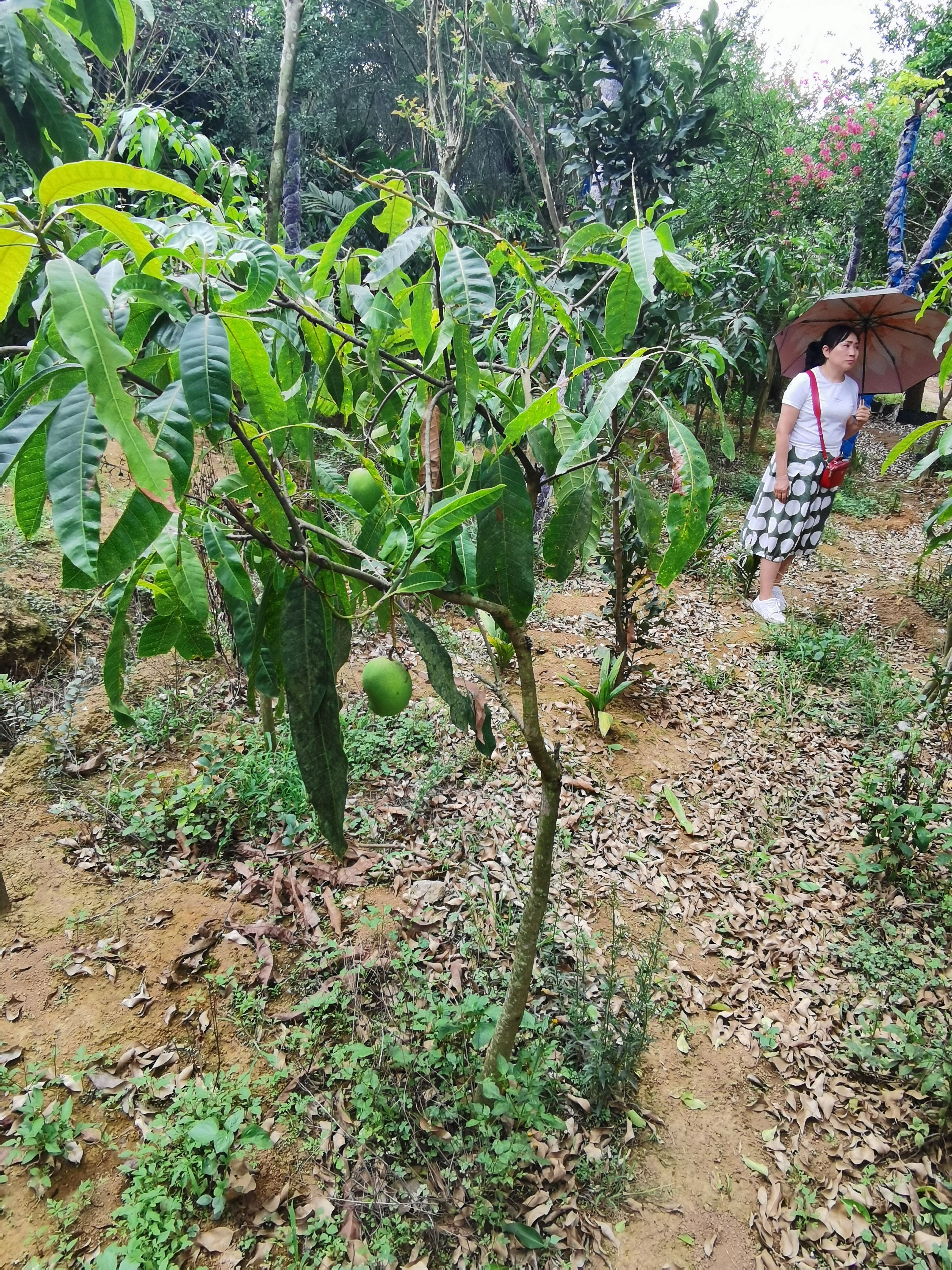 果树盆景 芒果树
