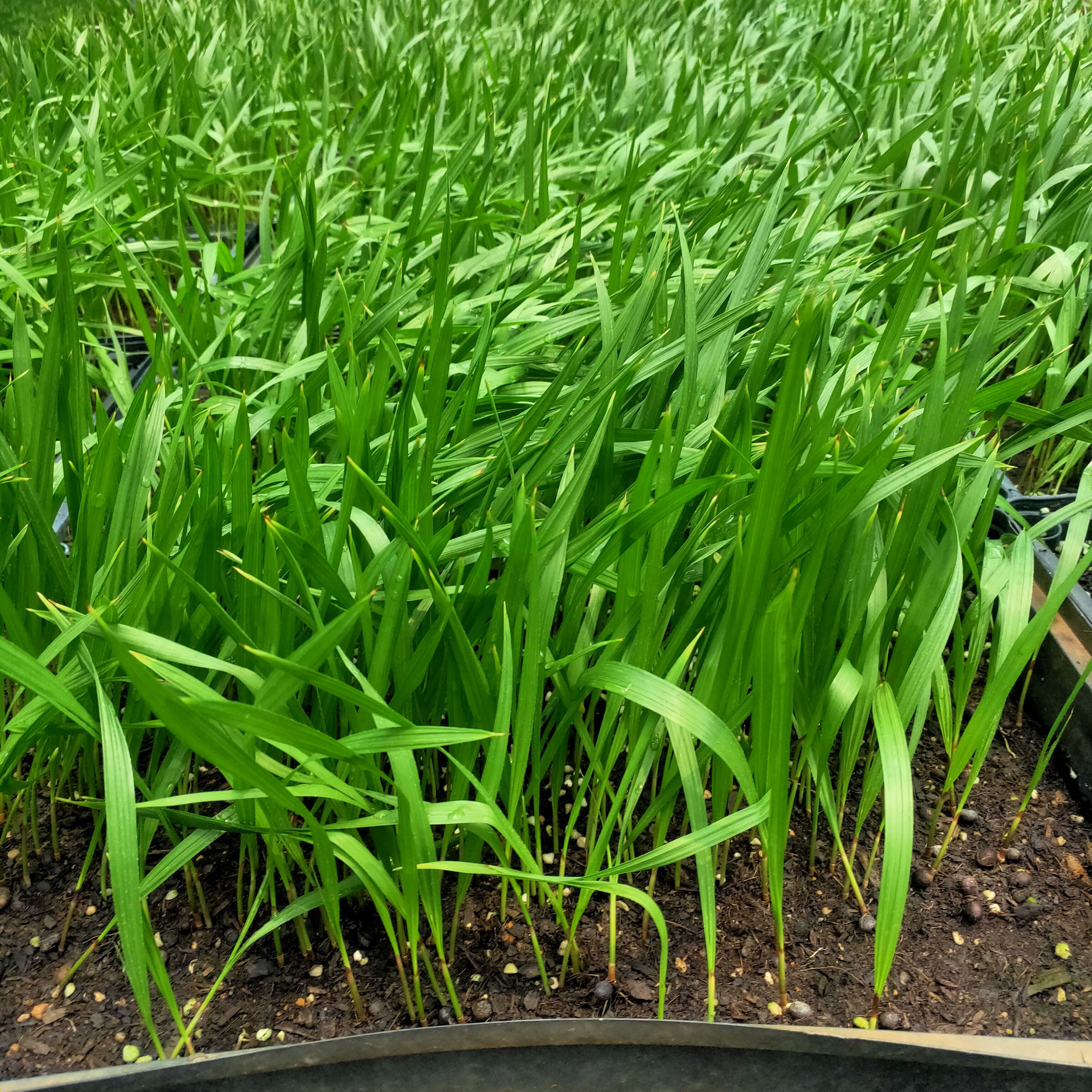 苗圃直供优质老人葵种苗 四季常青绿植