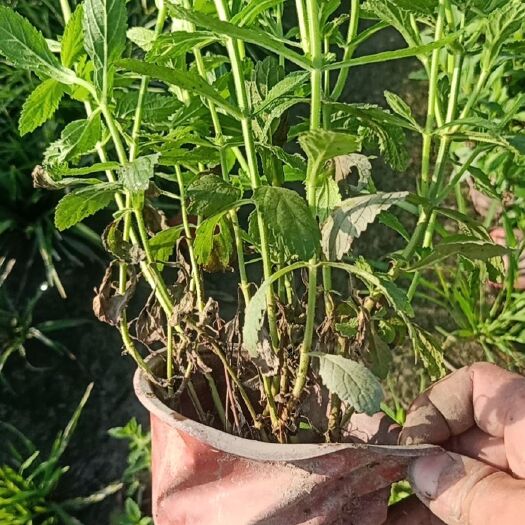 丹阳市 柳叶马鞭草