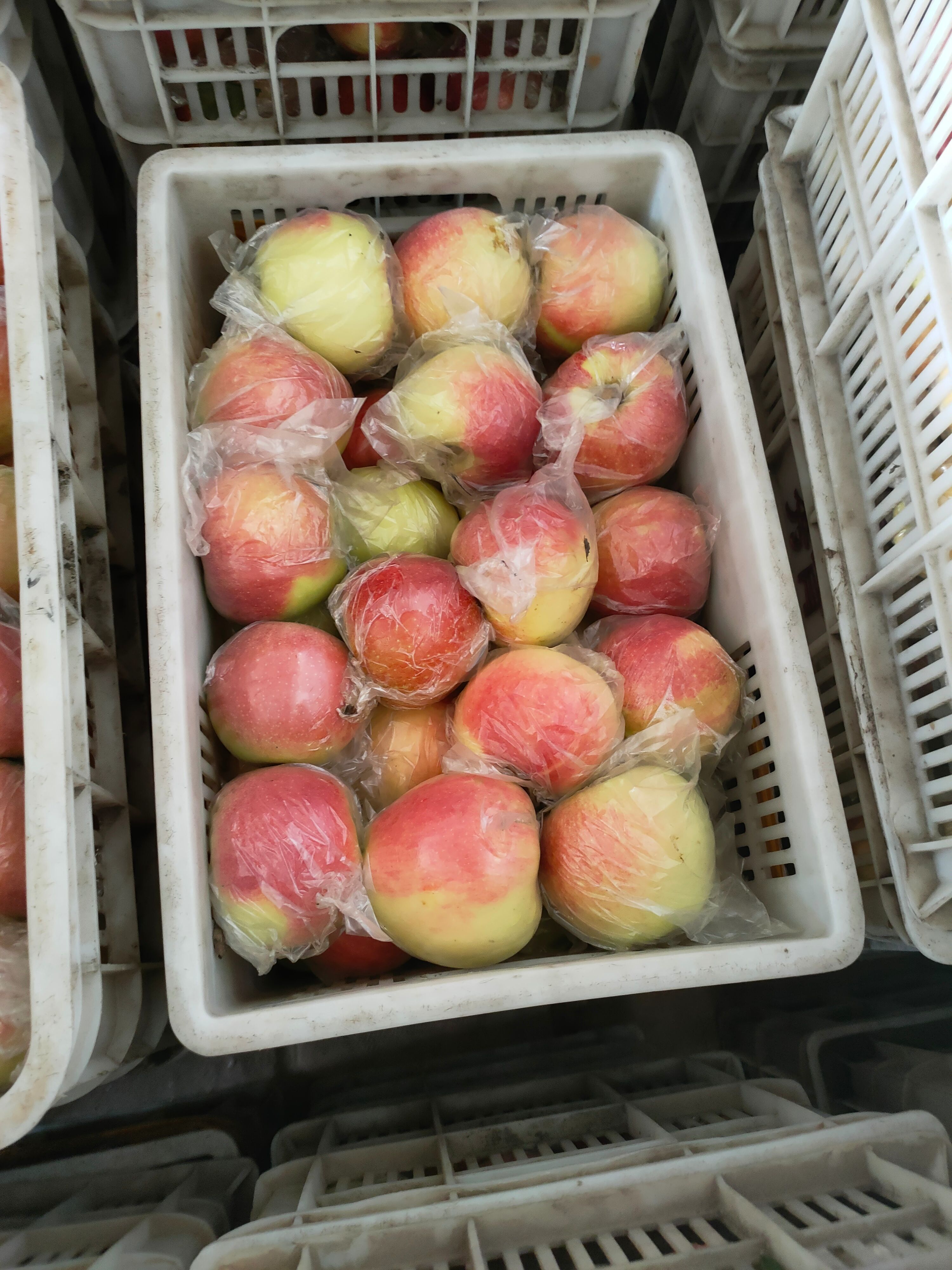 河北石家庄晋州大量美八苹果大量下树欢迎选购