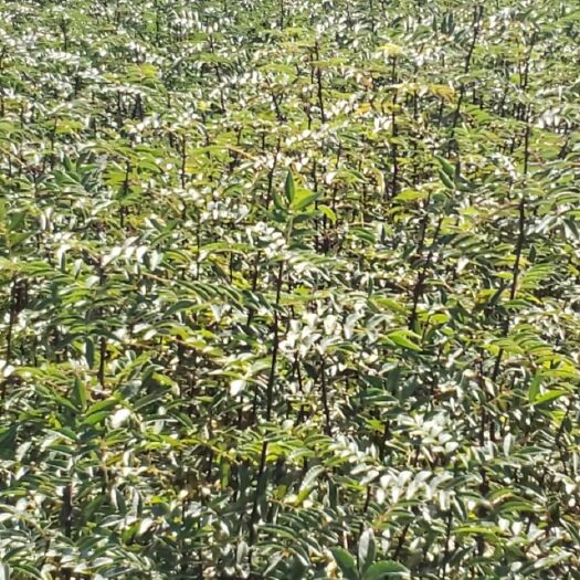 冕宁县青花椒苗  大量出售，各种树苗。