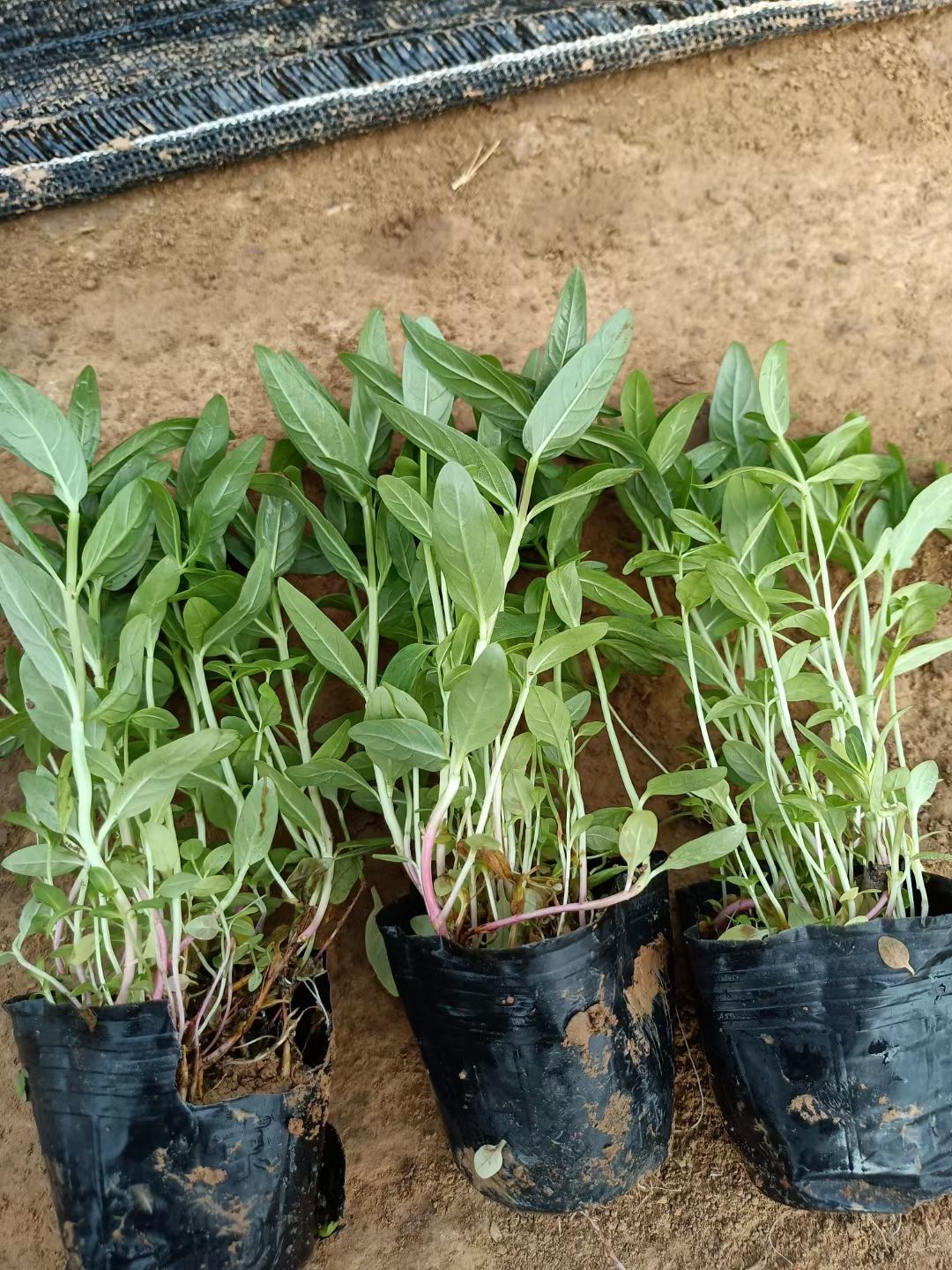 多芽千屈菜，千屈菜大盆小盆，多年生千屈菜，千屈菜现货大量供应