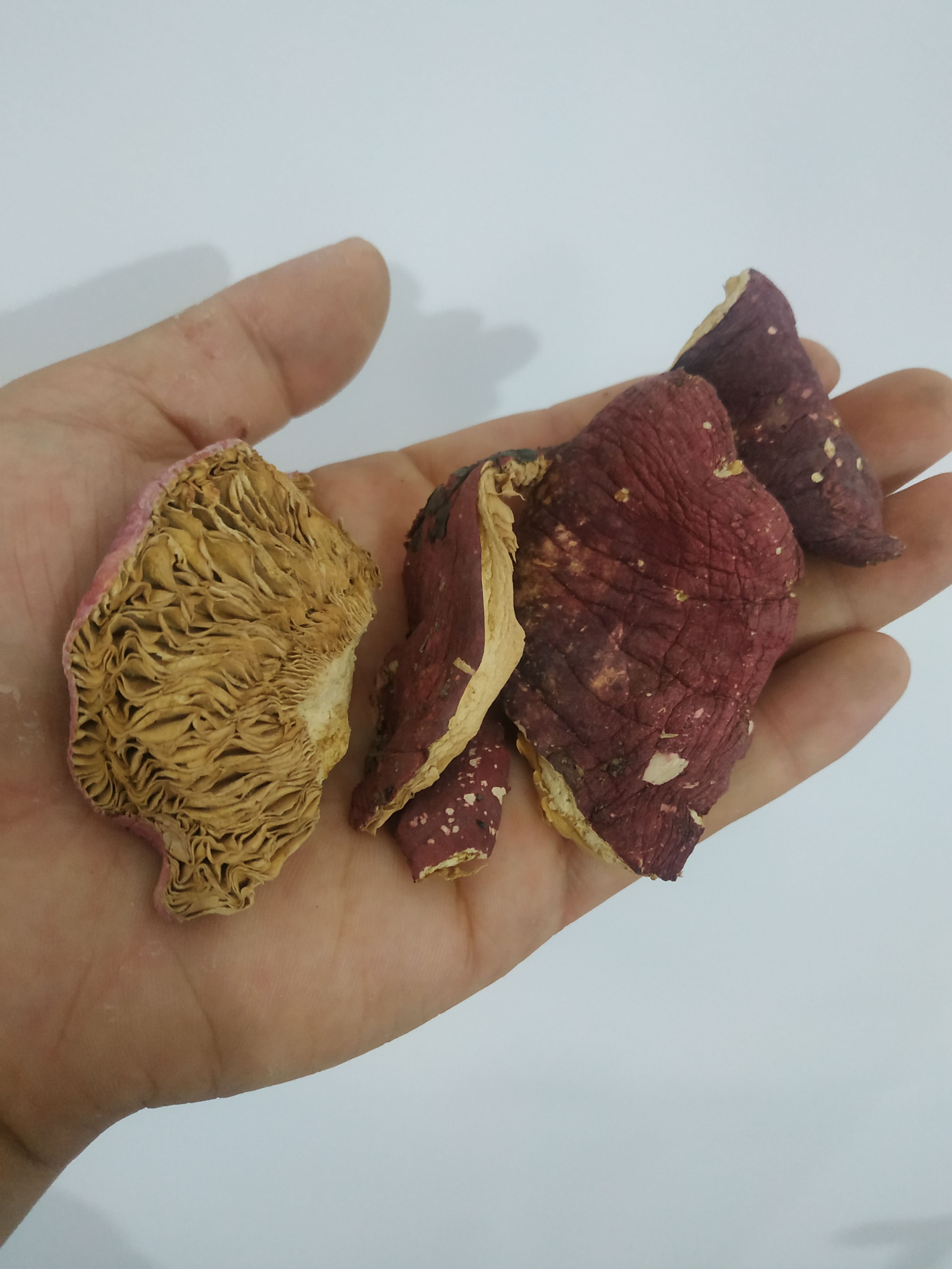 野生红菇碎片