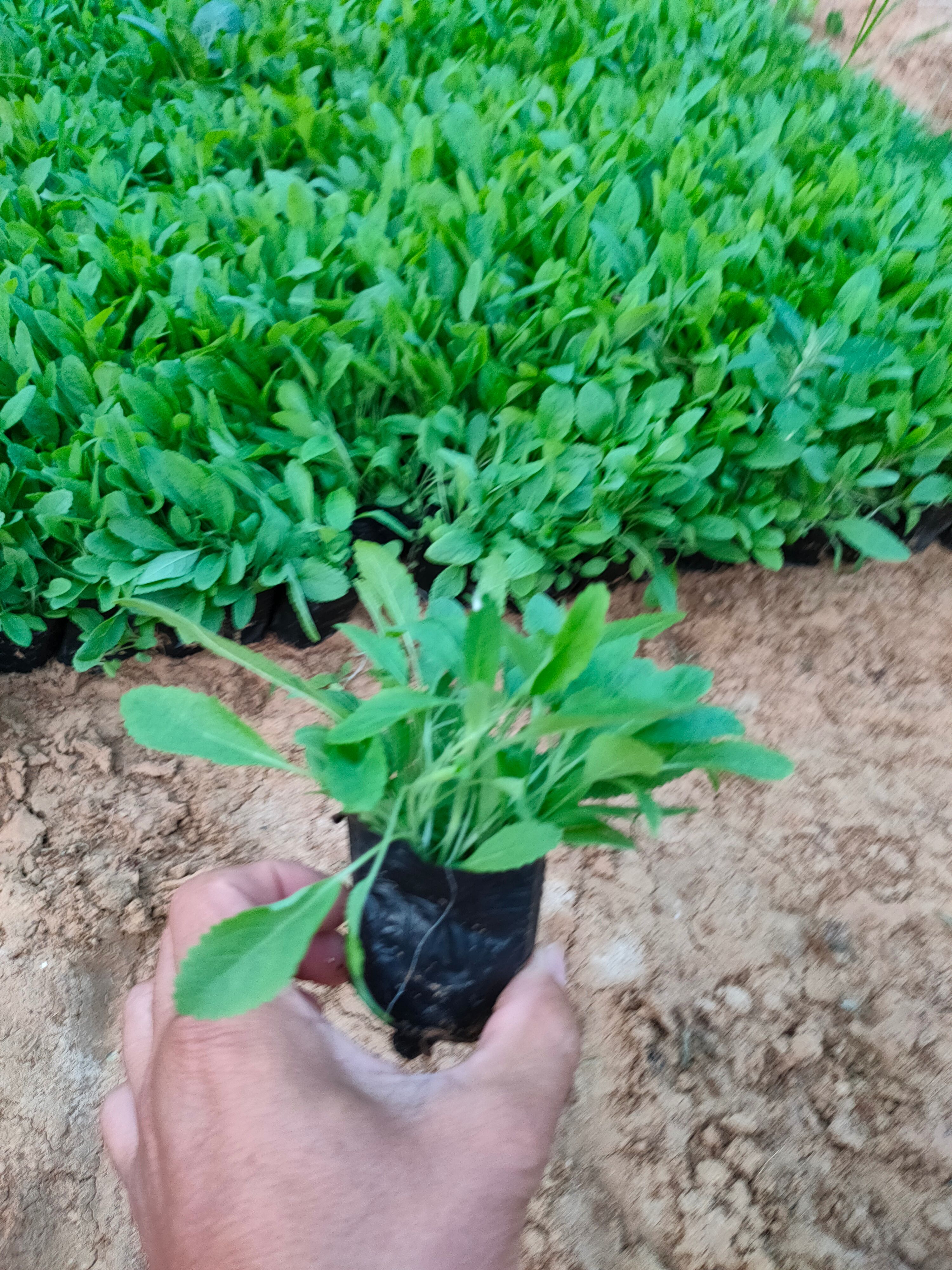 地被鼠尾草，宿根鼠尾草，多年生鼠尾草，地被鼠尾草，专种鼠尾草