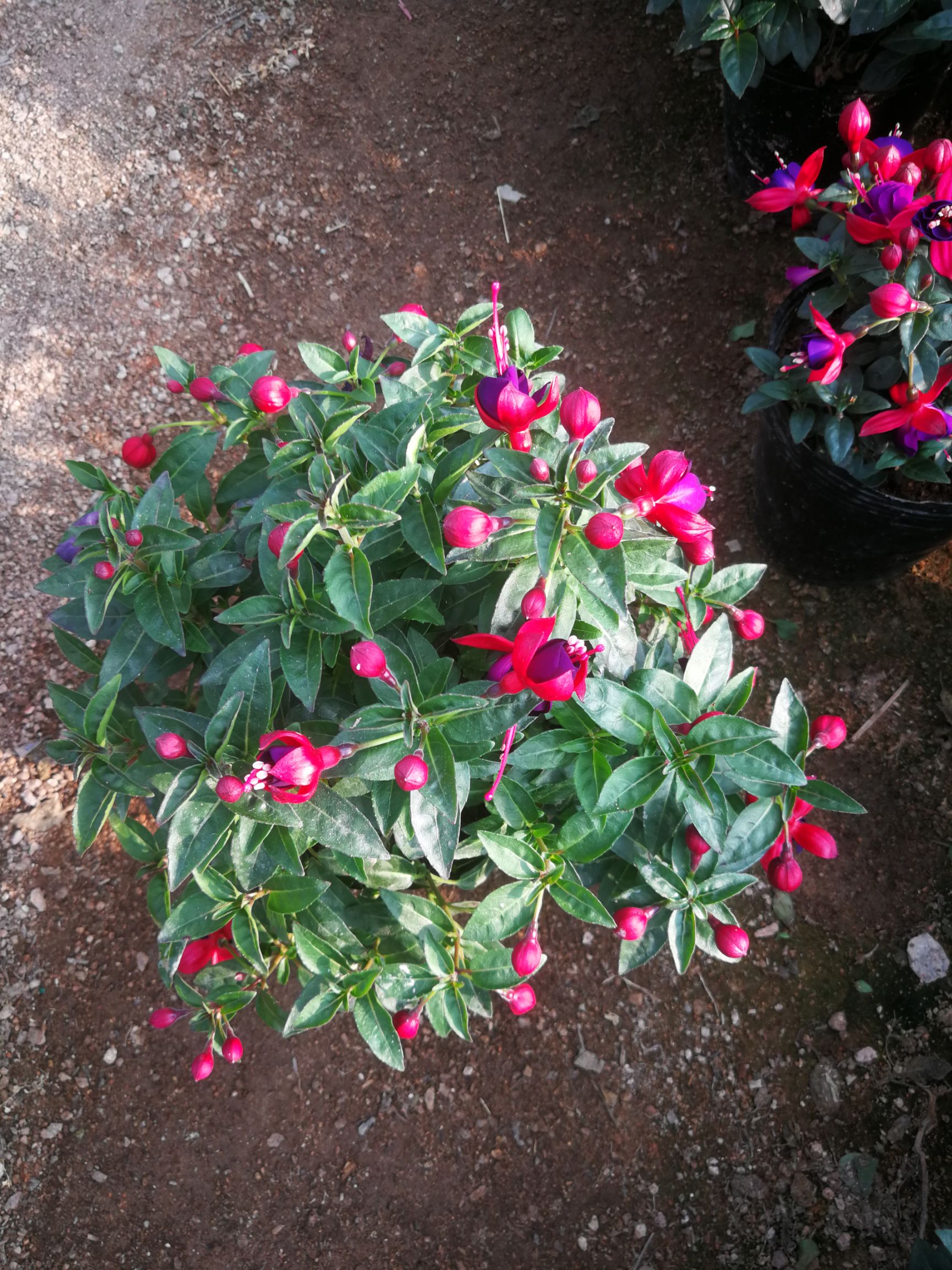 倒金钟盆栽灯笼花宝莲灯倒挂金钟灯笼花苗倒挂金钟