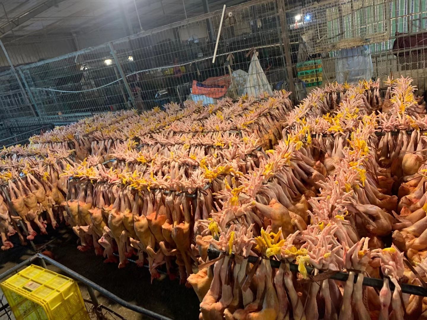 白条鸡  新鲜鸡块红烧，干煸，炖均可