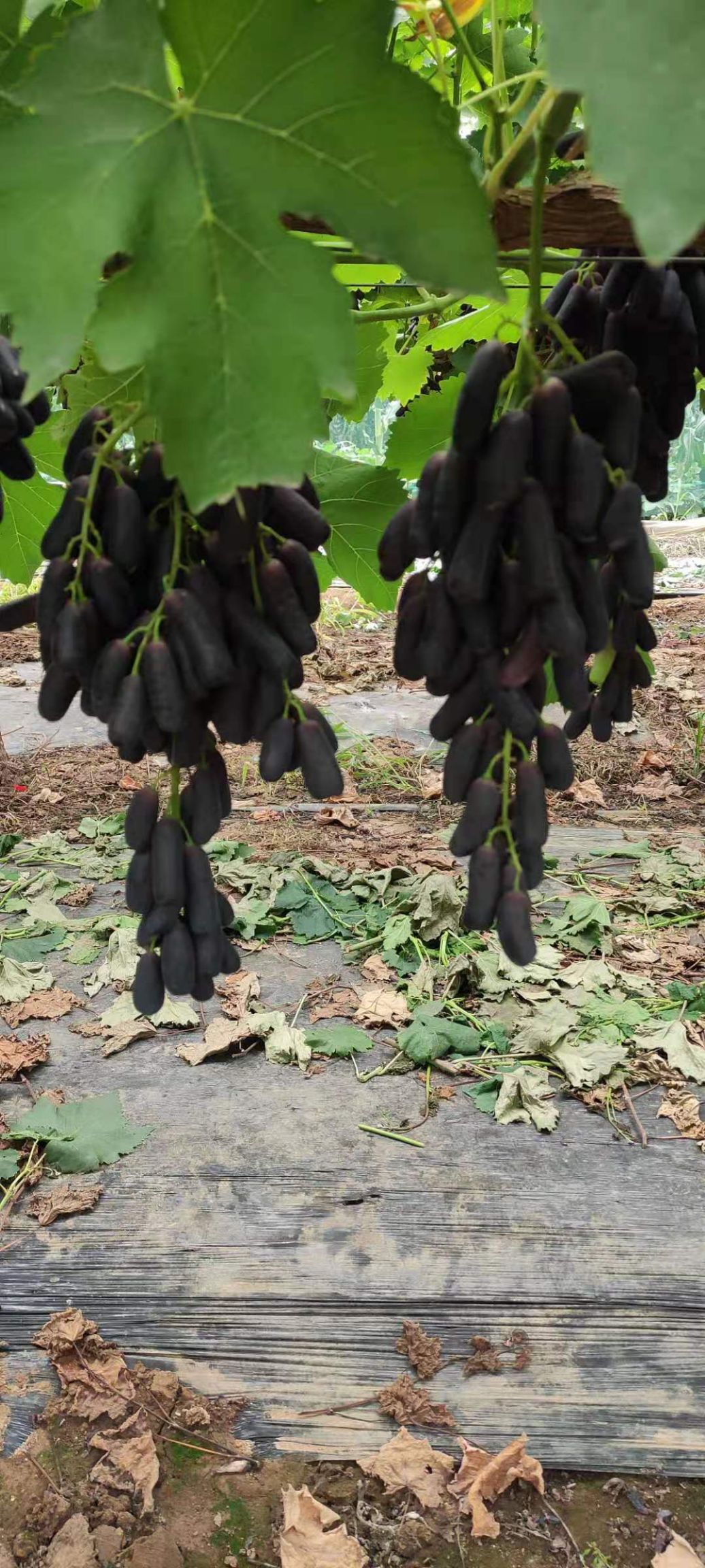 鲅鱼圈区葡萄基地甜蜜蓝宝石葡萄现摘现发