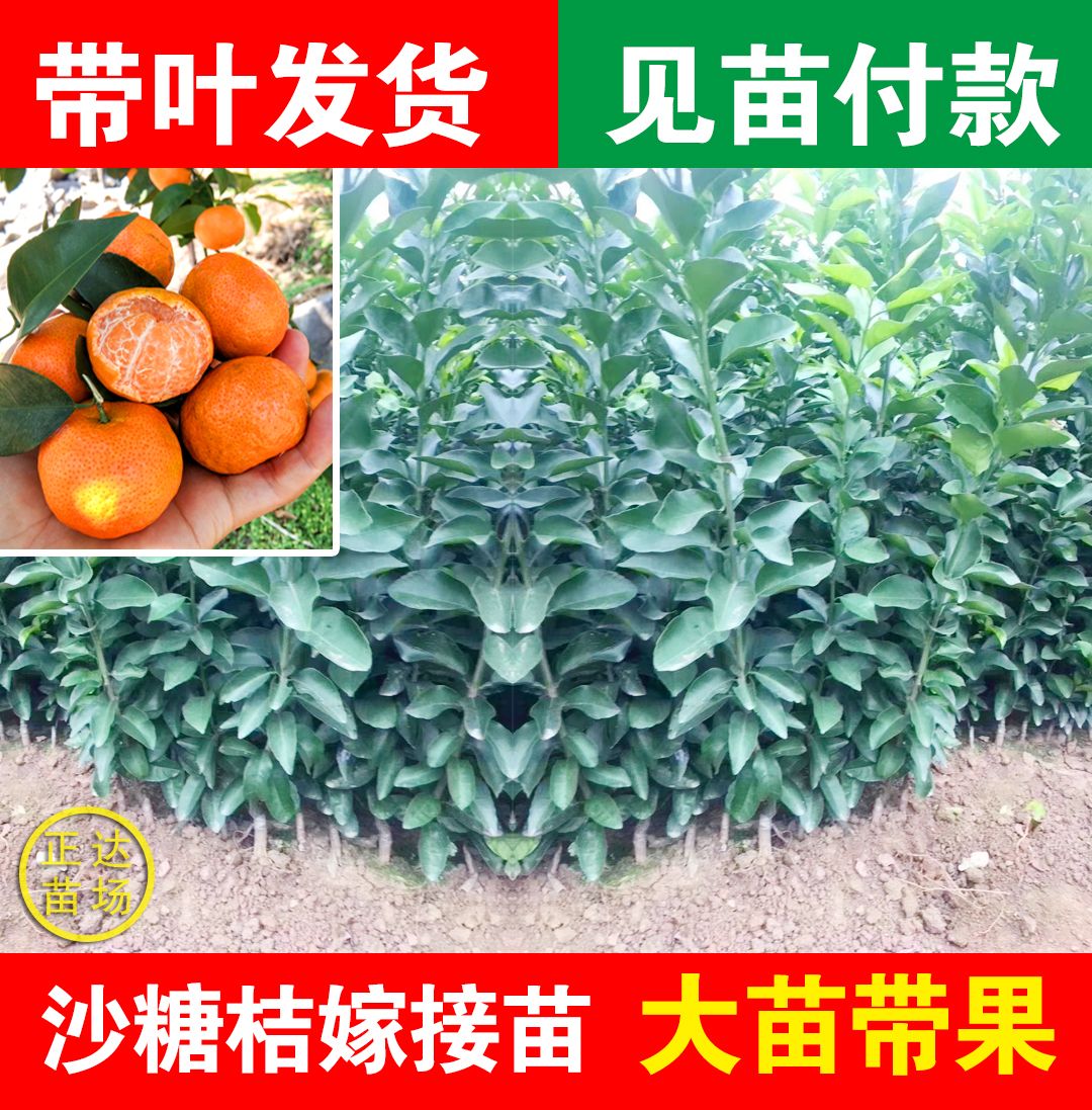 早熟沙糖桔苗，砂糖橘苗，金葵砂糖橘苗，砂糖橘树苗