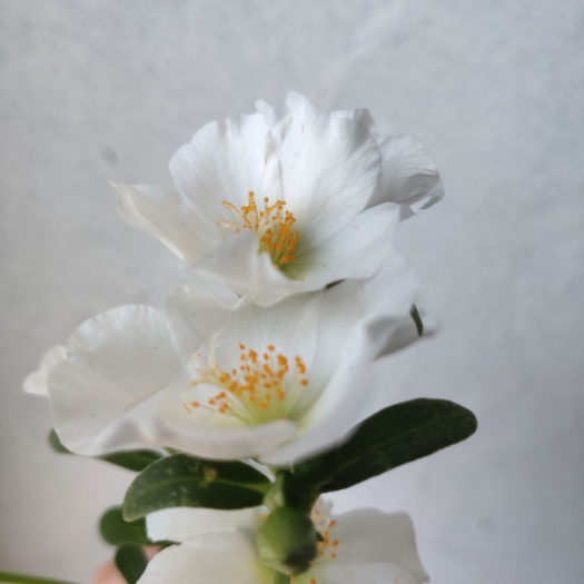 揭西县百合花  太阳花白雪公主